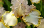 Iris - Vilkdalgis - Chartreuse Ruffles